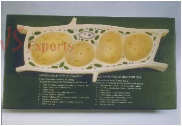 TYPICAL PLANT CELL